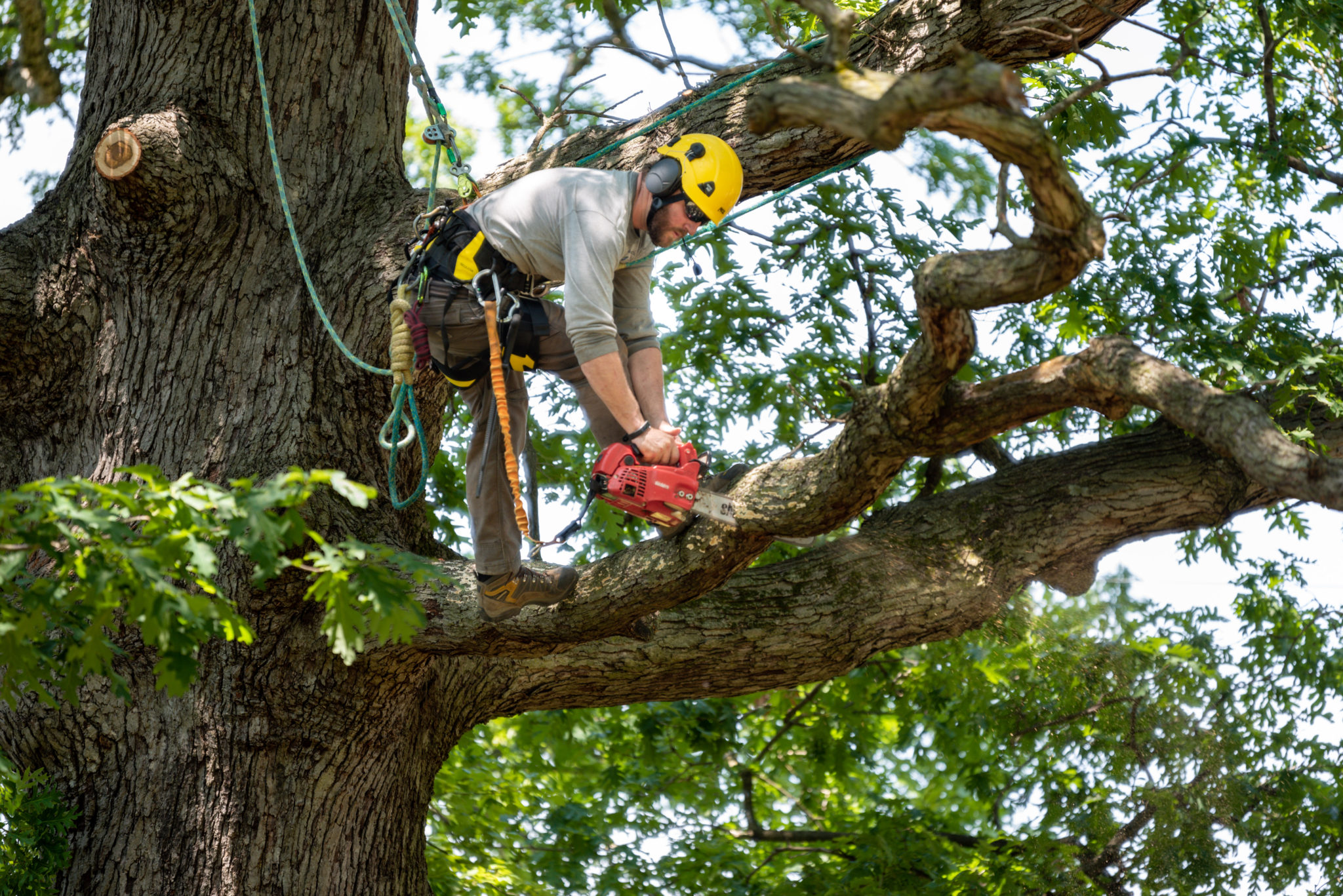 Great Blue Co. – Landscaping Cooperative